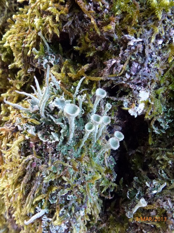 Lichens forestiers 3.3.2013 025